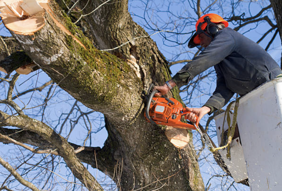 tree pruning in Castine Village